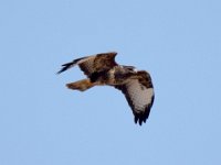 Maeusebussard (Buteo buteo) 15